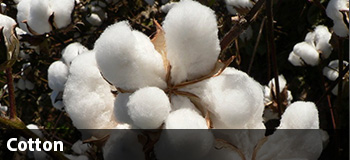 Cotton